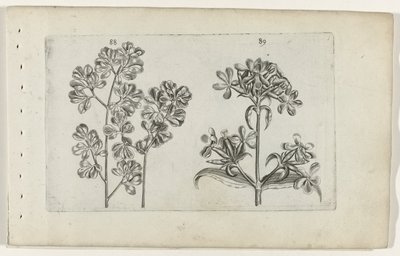 ウォールシダとサボンソウ Cognoscite lilia (シリーズタイトル) 作： Crispijn van de Passe (I) (attributed to)