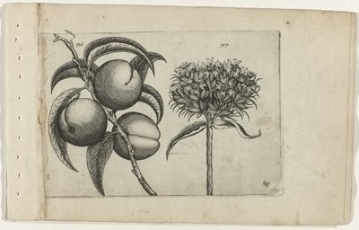 桃と燃える恋 Cognoscite lilia (シリーズタイトル) 作： Crispijn van de Passe (I) (attributed to)