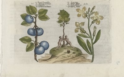 Pruim en muurbloem Pruna Damasena / Leucojum (オブジェクトのタイトル) ユリを知る（連載タイトル） 作： Crispijn van de Passe (I) (attributed to)