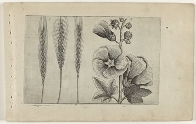 ロゲ・エン・ストクロース ユリを知る（連載タイトル） 作： Crispijn van de Passe (I) (attributed to)
