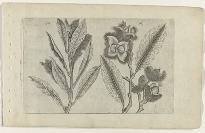サリー アン タメ カスタンジェ ユリを知る（連載タイトル） 作： Crispijn van de Passe (I) (attributed to)