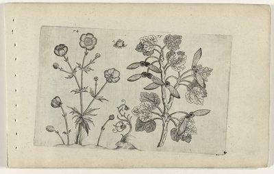 シャープなキンポウゲとフィールド メープル Cognoscite lilia (シリーズタイトル) 作： Crispijn van de Passe (I) (attributed to)