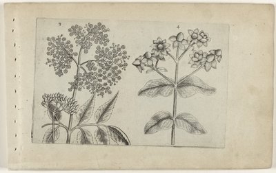 Sering en mansbloed ユリを知る（連載タイトル） 作： Crispijn van de Passe (I) (attributed to)