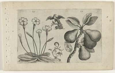 スルーテルブルーム アン ピア ユリを知る（連載タイトル） 作： Crispijn van de Passe (I) (attributed to)