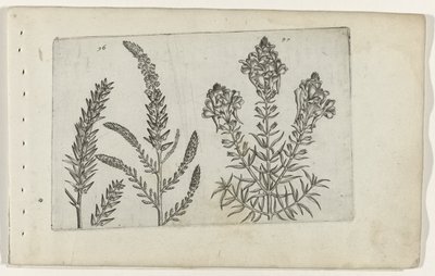 Tamarisk en vlasbekje ユリを知る（連載タイトル） 作： Crispijn van de Passe (I) (attributed to)