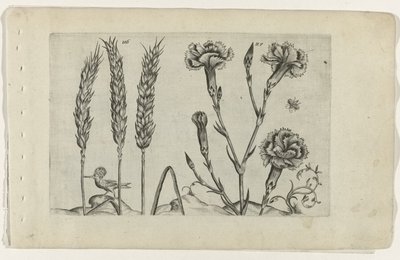 Tarwe en tuinanjer ユリを知る（連載タイトル） 作： Crispijn van de Passe (I) (attributed to)
