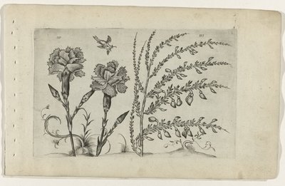 トゥイナンジャー・エン・ブレム ユリを知る（連載タイトル） 作： Crispijn van de Passe (I) (attributed to)