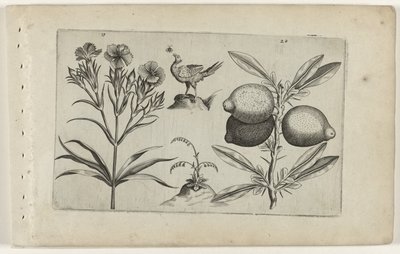 Tuinanjer en citroen ユリを知る（連載タイトル） 作： Crispijn van de Passe (I) (attributed to)