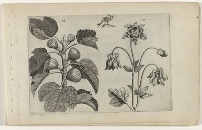 イチジクの木と野生のオダマキ Cognoscite lilia (シリーズタイトル) 作： Crispijn van de Passe (I) (attributed to)