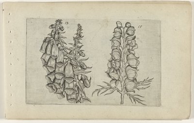 ジギタリスとブルートリカブト Cognoscite lilia (シリーズタイトル) 作： Crispijn van de Passe (I) (attributed to)