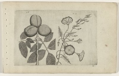 Walnootboom en akkerwinde ユリを知る（連載タイトル） 作： Crispijn van de Passe (I) (attributed to)