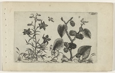 野生のラークスパーと黒桑の実 Cognoscite lilia (シリーズタイトル) 作： Crispijn van de Passe (I) (attributed to)