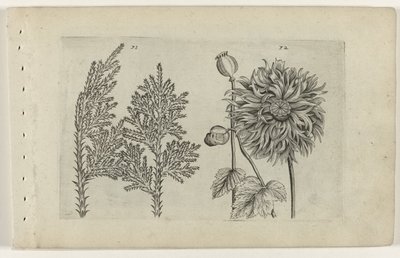 セブンツリーとスリーピンググローブ Cognoscite lilia (シリーズタイトル) 作： Crispijn van de Passe (I) (attributed to)