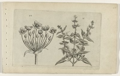 白鳥の花と小花のセージ Cognoscite lilia (シリーズタイトル) 作： Crispijn van de Passe (I) (attributed to)
