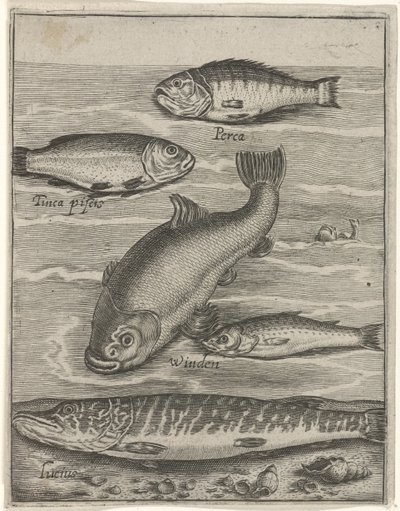 Studieblad と vijf vissen の出会い お魚ライブアイコン（連載タイトル） 作： Crispijn van de Passe (I)