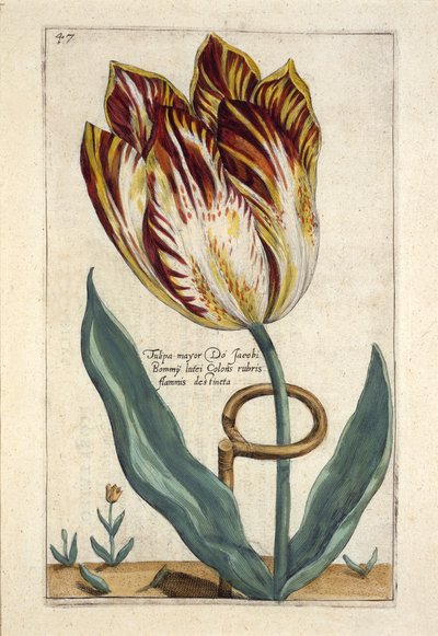 Tulipa市長Do Jacobi Bommy、プレート47、 &39;Hortus Floridus&39;から出版1616（手書きの彫刻） 作： Crispin  Passe