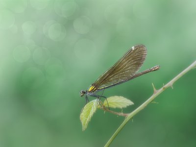 枝に止まる可憐なカワトンボ 作： 