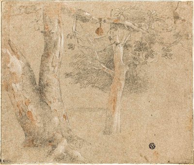 木のスケッチ 作： Cristofano Allori