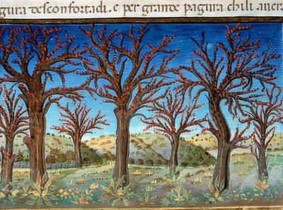 世界の終わり：木は血で覆われます（c.147v）。 1476年 作： Cristoforo De Predis