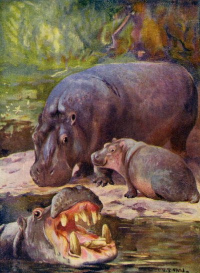 動物園で: カバ (カラー リソ) 作： Cuthbert Edmund Swan