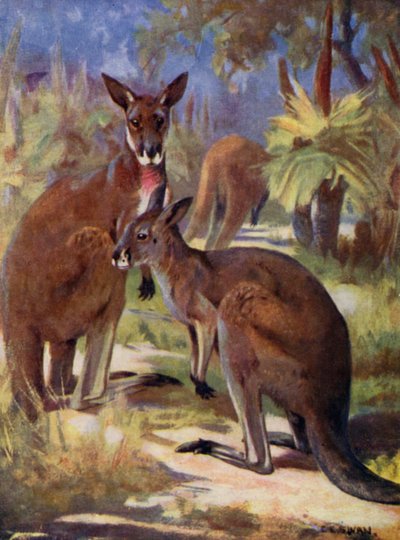 動物園で: カンガルー (カラー リソ) 作： Cuthbert Edmund Swan