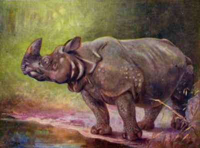 動物園で: サイ (カラー リソ) 作： Cuthbert Edmund Swan