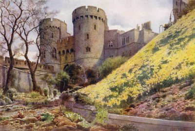 ウィンザー城、ラウンドタワーの下の丘の上の水仙（カラーリソ） 作： Cyril Ward