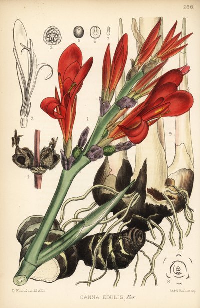 インディアン ショット、アキラまたはミール、カンナ インディカ (カンナ edulis)。 Robert Bentley and Henry Trimen