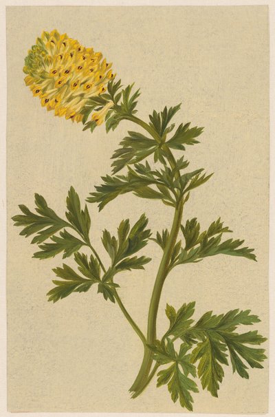 エゾエンゴサクの花の小枝 作： D. van Alphen