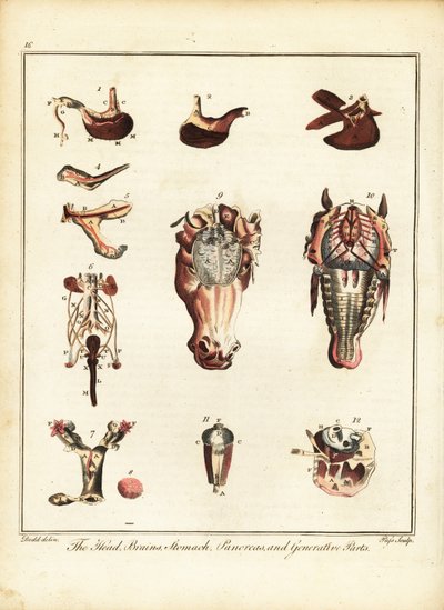 馬の解剖学. 1792年（彫刻） 作： Daniel (after) Dodd