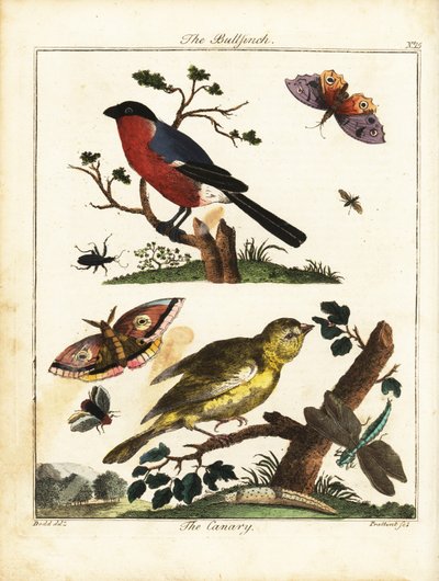 ウソ、カナリア、チョウ、ガなど 1792年（彫刻） 作： Daniel (after) Dodd
