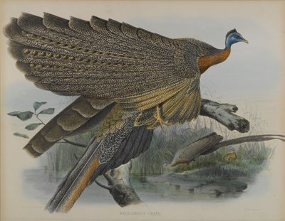 Argusianus Grayii（カラーリトグラフ 作： Daniel Giraud and Gould John Elliott