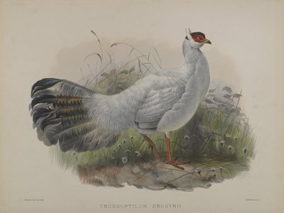 Crossoptilon Drouynii（カラーリトグラフ 作： Daniel Giraud and Gould John Elliott