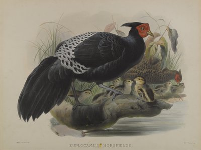 Euplocamus Horsfieldii (カラーリトグラフ) 作： Daniel Giraud and Gould John Elliott