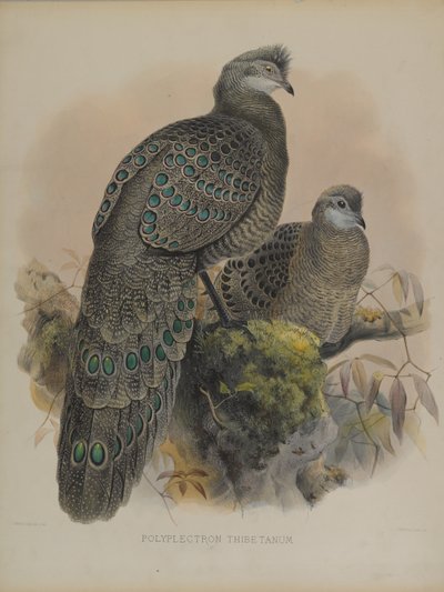 Polyplectron Tibetanum（カラーリトグラフ 作： Daniel Giraud and Gould John Elliott