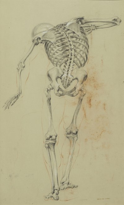 スケルトン研究、c.1848（板紙に取り付けられた黄褐色の紙にチョークとクレヨン） 作： Daniel Huntington