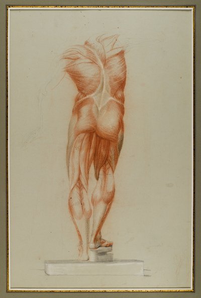 Écorché（筋肉の図の研究）、c.1848（紙にチョークとグラファイト） 作： Daniel Huntington