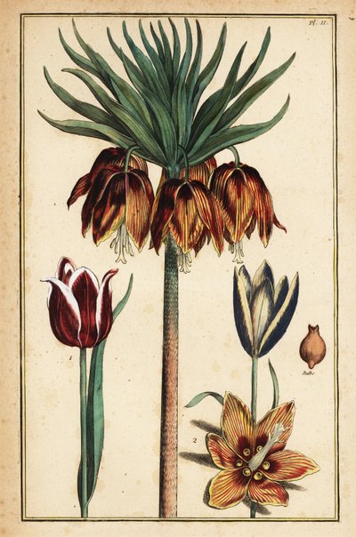 クラウンインペリアルリリー(Fritillaria imperialis)、チューリップ(Tulipa gesneriana) 作： Daniel Rabel