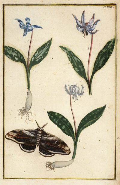 カタクリの花、Erythronium dens-canis、そして蛾。 作： Daniel Rabel