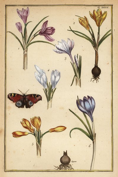 春のクロッカス（Crocus vernus）とヨーロッパクジャクチョウ（Aglais io 作： Daniel Rabel
