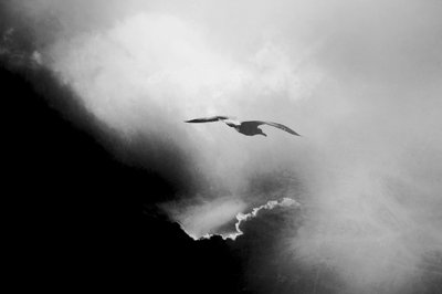  作： Daniela Riegler