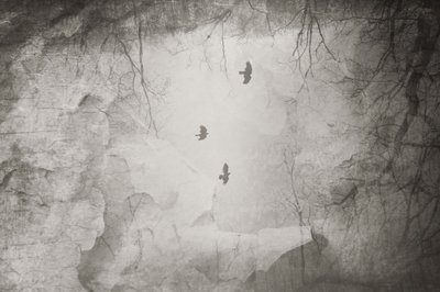  作： Daniela Riegler