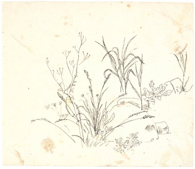 草 作： Dankvart Dreyer