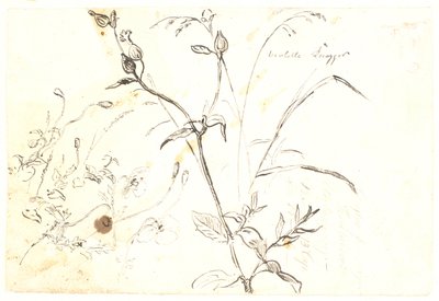 植物研究 作： Dankvart Dreyer