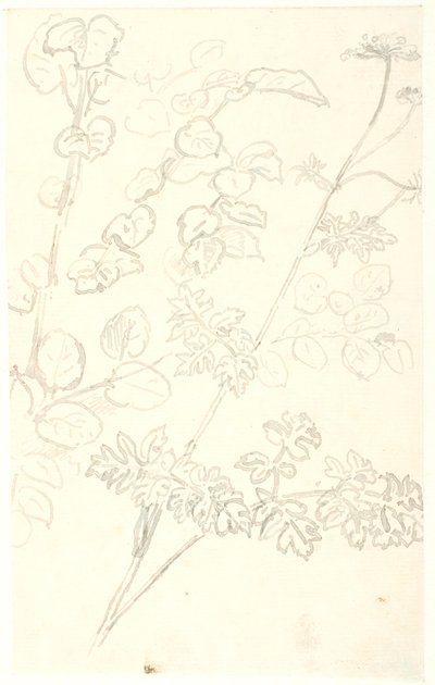 植物研究 作： Dankvart Dreyer
