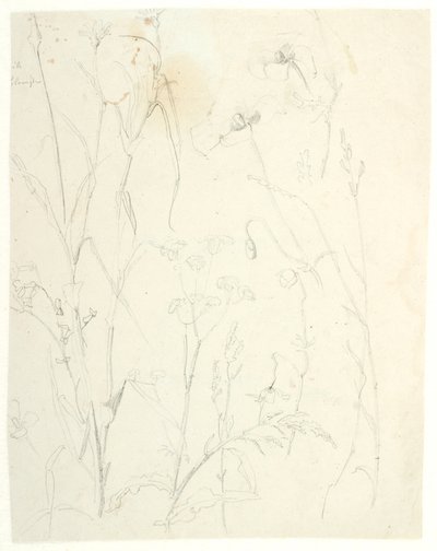 植物研究 作： Dankvart Dreyer