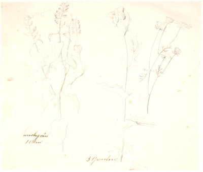 植物研究 作： Dankvart Dreyer