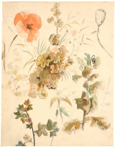 さまざまな花の研究。 ポピー 作： Dankvart Dreyer