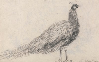 Capel Curig の孔雀 作： David Cox