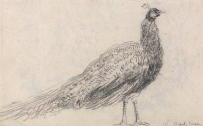 カペル・キュリグのピーコック 作： デビッドコックス